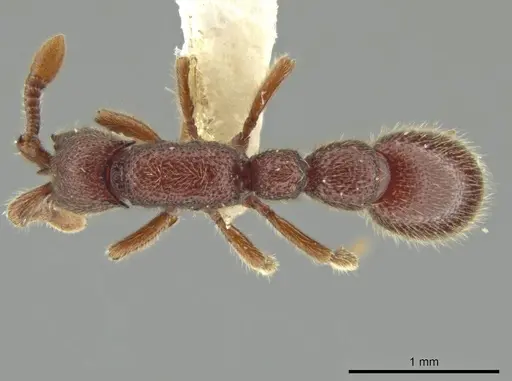 Syscia murillocruzae specimen CASENT0644501 image casent0644501_1