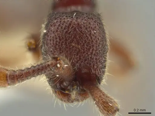 Syscia murillocruzae specimen CASENT0644501 image casent0644501_2