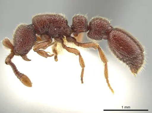 Syscia murillocruzae specimen CASENT0644501 image casent0644501_3