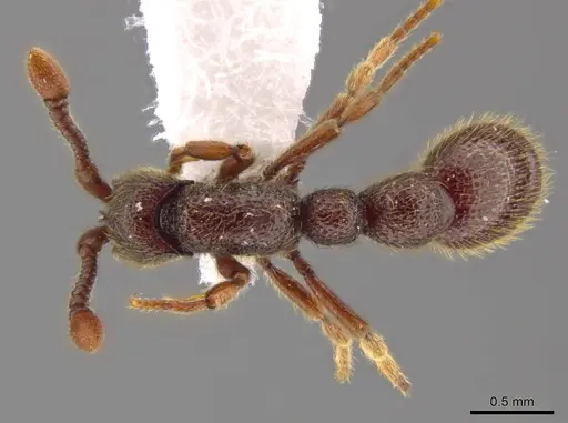 Syscia murillocruzae specimen INB0003699991 image inb0003699991_1
