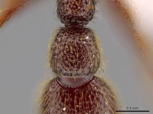 Syscia murillocruzae specimen INB0003699991 image inb0003699991_2