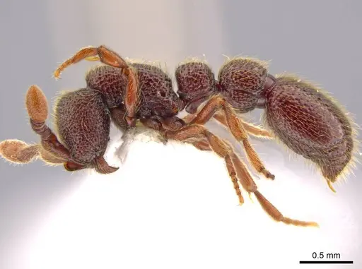 Syscia murillocruzae specimen INB0003699991 image inb0003699991_4