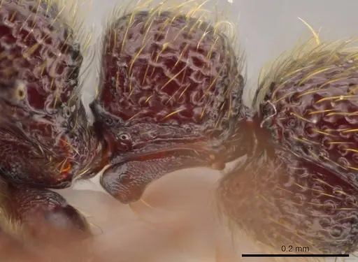 Syscia murillocruzae specimen INB0003699991 image inb0003699991_5