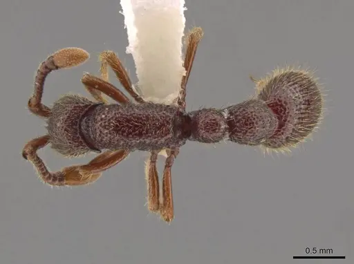 Syscia parietalis specimen CASENT0603705 image casent0603705_1