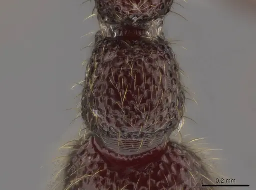 Syscia parietalis specimen CASENT0603705 image casent0603705_2