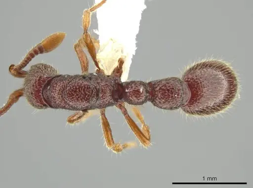 Syscia parietalis specimen CASENT0617089 image casent0617089_1