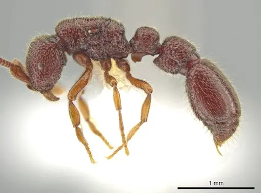 Syscia parietalis specimen CASENT0617089 image casent0617089_3