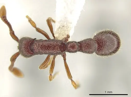 Syscia parietalis specimen CASENT0617110 image casent0617110_1