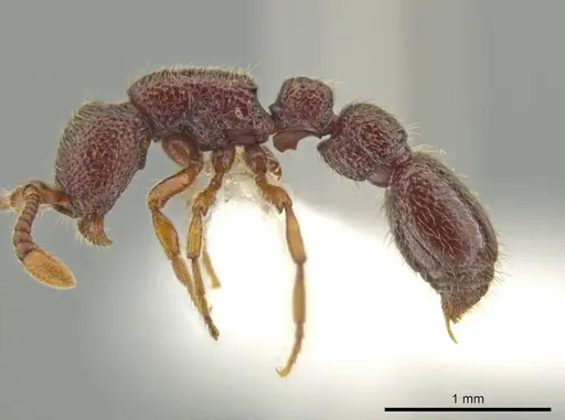 Syscia parietalis specimen CASENT0617110 image casent0617110_4