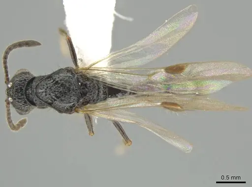Syscia parietalis specimen CASENT0617722 image casent0617722_1
