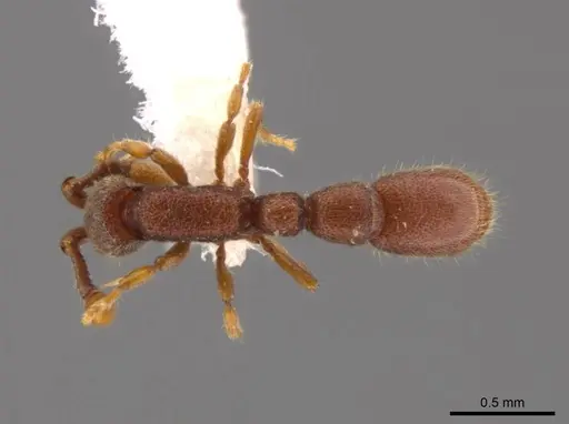 Syscia parva specimen CASENT0609811 image casent0609811_1