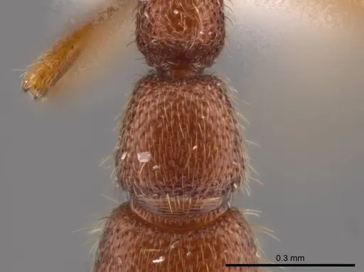 Syscia parva specimen CASENT0609811 image casent0609811_2