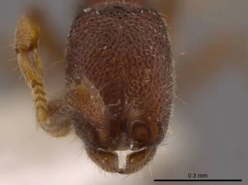 Syscia parva specimen CASENT0609811 image casent0609811_3