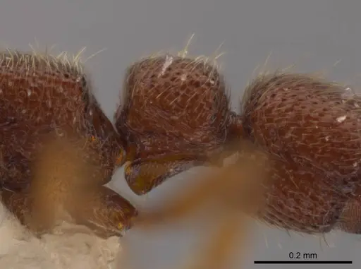 Syscia parva specimen CASENT0609811 image casent0609811_5