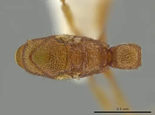 Syscia parva specimen CASENT0614340 image casent0614340_1