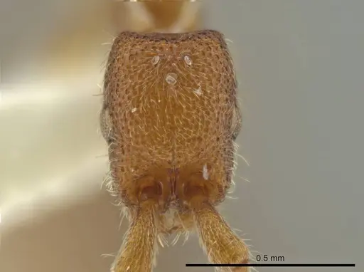 Syscia parva specimen CASENT0614340 image casent0614340_2