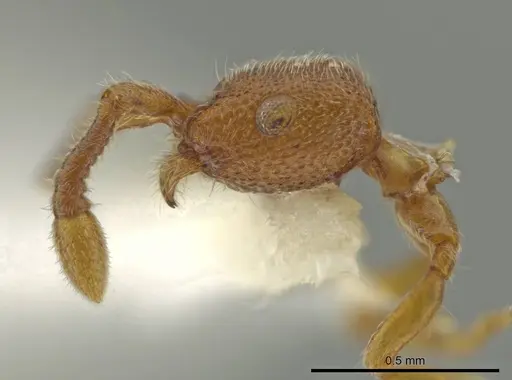 Syscia parva specimen CASENT0614340 image casent0614340_3