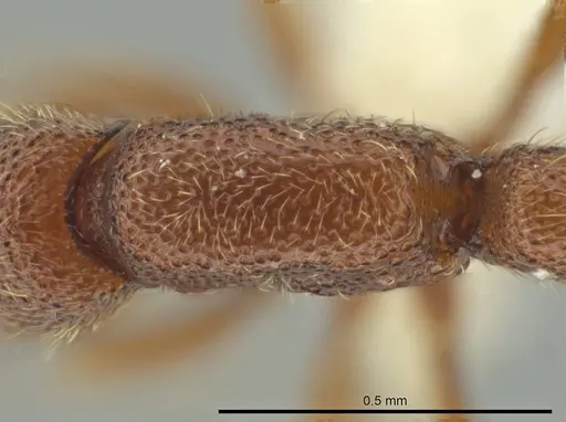 Syscia parva specimen CASENT0644363 image casent0644363_1