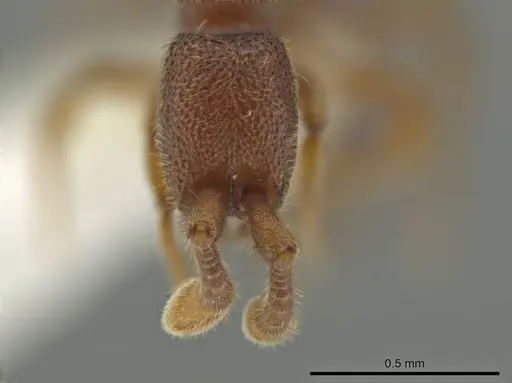 Syscia parva specimen CASENT0644363 image casent0644363_2