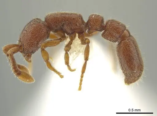 Syscia parva specimen CASENT0644363 image casent0644363_3