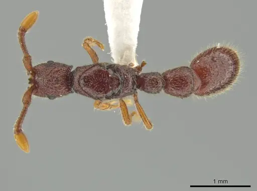 Syscia persimilis specimen CASENT0615012 image casent0615012_1