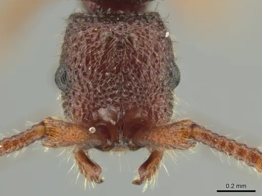 Syscia persimilis specimen CASENT0615012 image casent0615012_2
