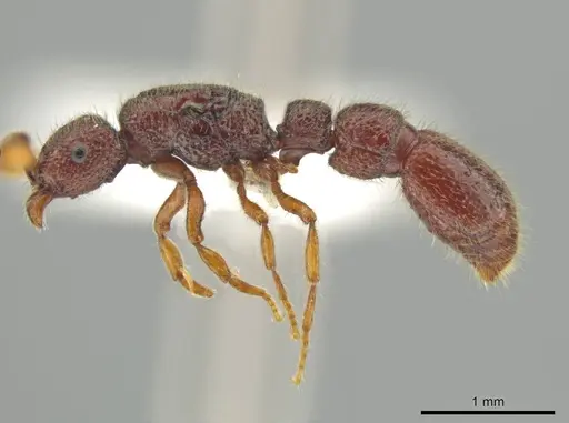 Syscia persimilis specimen CASENT0615012 image casent0615012_3