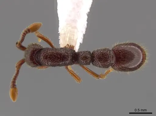 Syscia persimilis specimen CASENT0617696 image casent0617696_1
