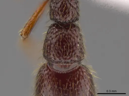 Syscia persimilis specimen CASENT0617696 image casent0617696_2
