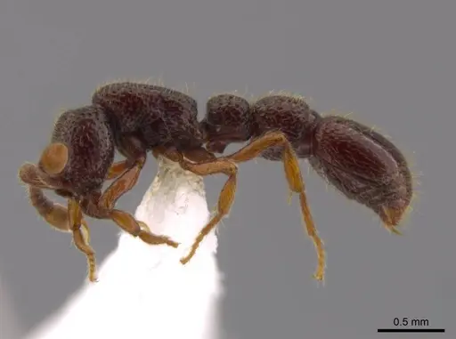 Syscia persimilis specimen CASENT0617696 image casent0617696_4
