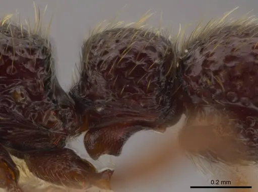 Syscia persimilis specimen CASENT0617696 image casent0617696_5