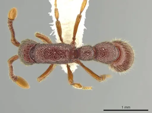 Syscia persimilis specimen CASENT0629228 image casent0629228_1