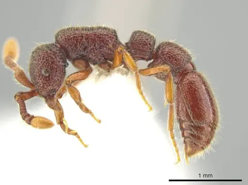 Syscia persimilis specimen CASENT0629228 image casent0629228_3