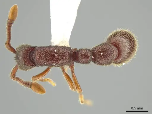 Syscia persimilis specimen CASENT0630852 image casent0630852_1