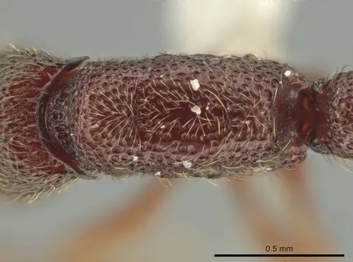 Syscia persimilis specimen CASENT0630852 image casent0630852_2
