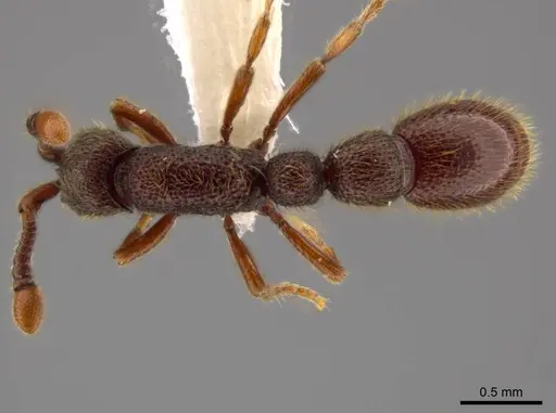 Syscia pervagata specimen CASENT0624212 image casent0624212_1