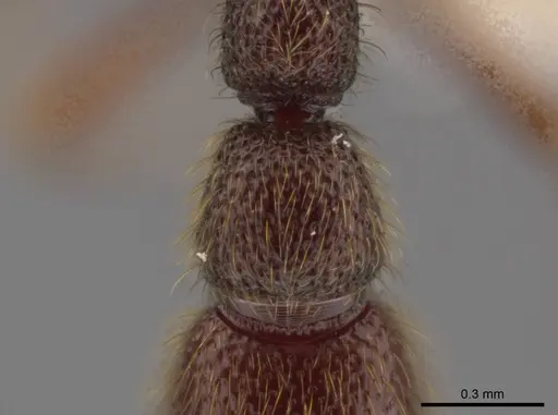 Syscia pervagata specimen CASENT0624212 image casent0624212_2