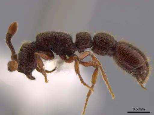 Syscia pervagata specimen CASENT0624212 image casent0624212_4
