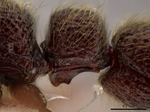 Syscia pervagata specimen CASENT0624212 image casent0624212_5