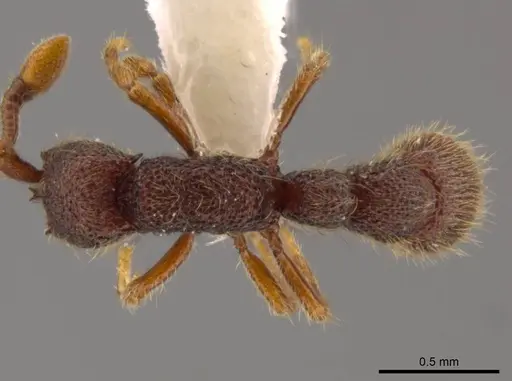 Syscia pervagata specimen CASENT0628999 image casent0628999_1