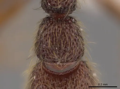 Syscia pervagata specimen CASENT0628999 image casent0628999_2