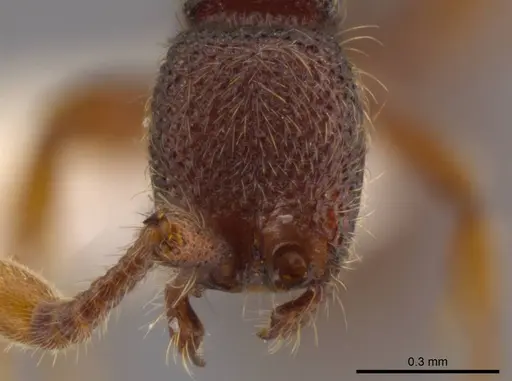 Syscia pervagata specimen CASENT0628999 image casent0628999_3