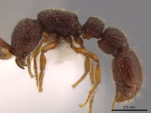 Syscia pervagata specimen CASENT0628999 image casent0628999_4
