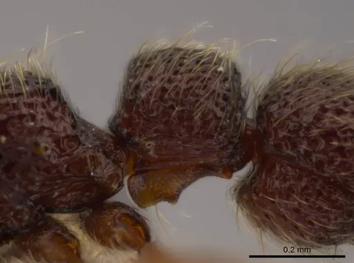 Syscia pervagata specimen CASENT0628999 image casent0628999_5