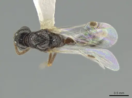 Syscia pervagata specimen CASENT0630840 image casent0630840_1