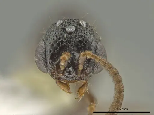 Syscia pervagata specimen CASENT0630840 image casent0630840_2