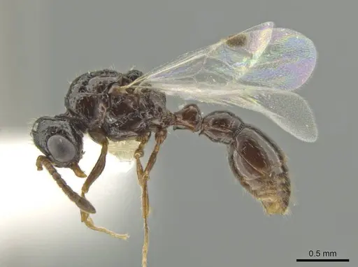 Syscia pervagata specimen CASENT0630840 image casent0630840_3