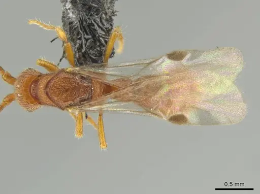 Syscia pervagata specimen CASENT0644017 image casent0644017_1