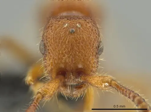 Syscia pervagata specimen CASENT0644017 image casent0644017_2