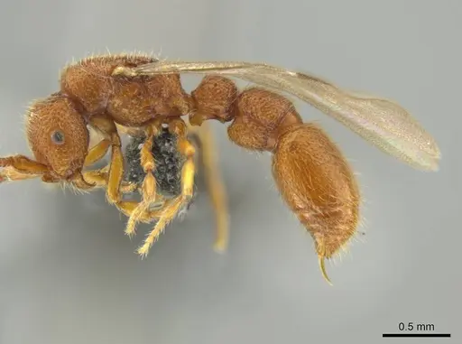 Syscia pervagata specimen CASENT0644017 image casent0644017_3